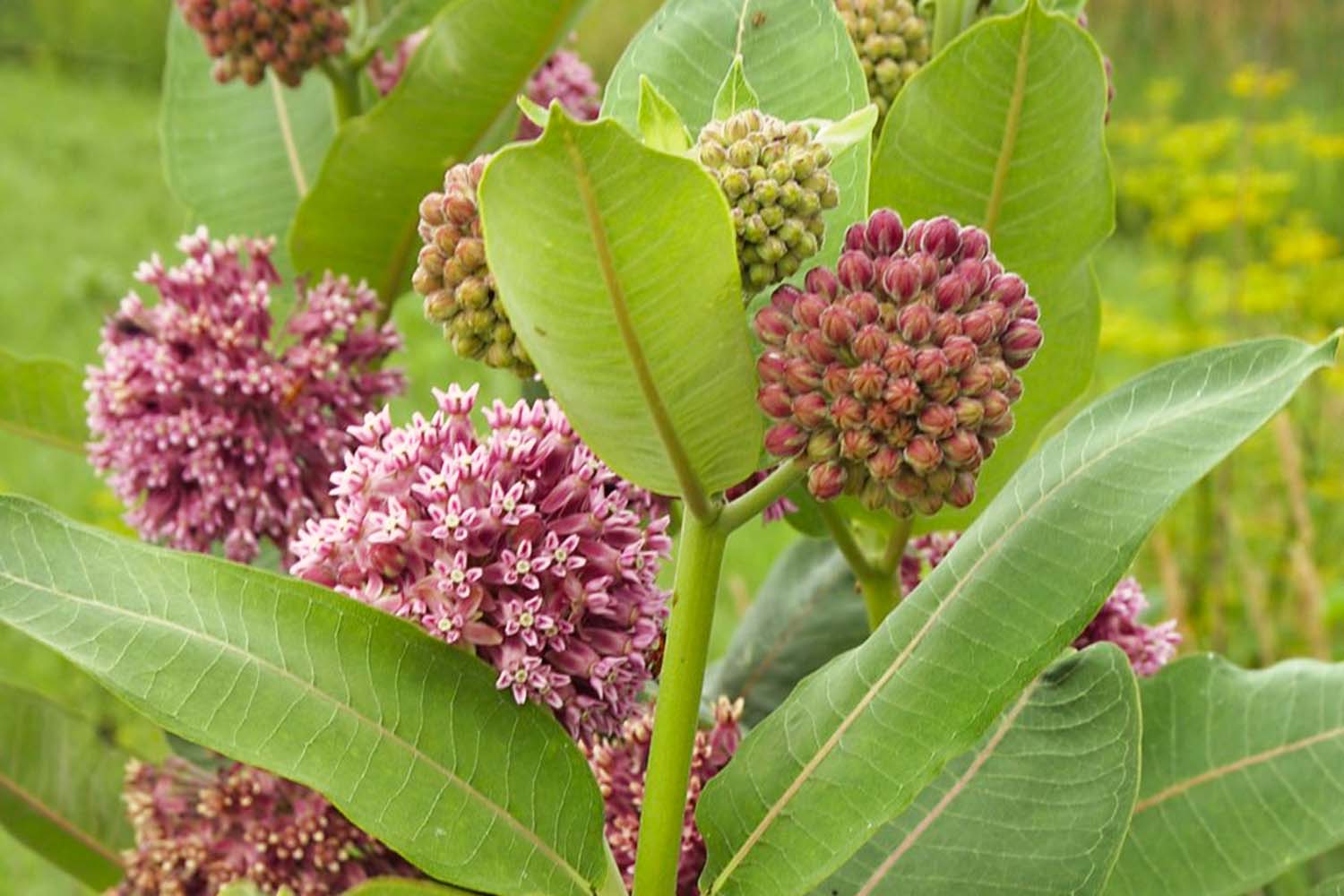 Asclepias syriaca - Common Milkweed Long Island Native Plantings Suffolk Hydroseeding.com 
